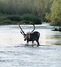 Монокуляр Levenhuk Atom